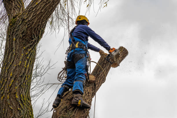 Best Tree Fertilization  in Somerville, TX