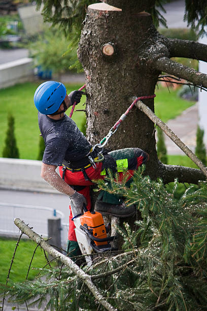 Best Tree and Shrub Care  in Somerville, TX