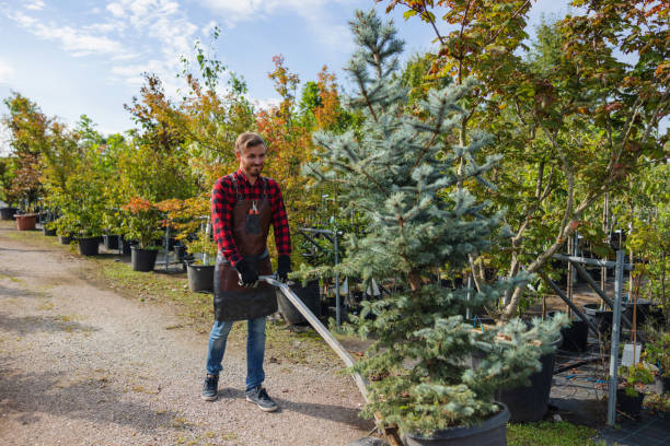 Best Arborist Consultation Services  in Somerville, TX